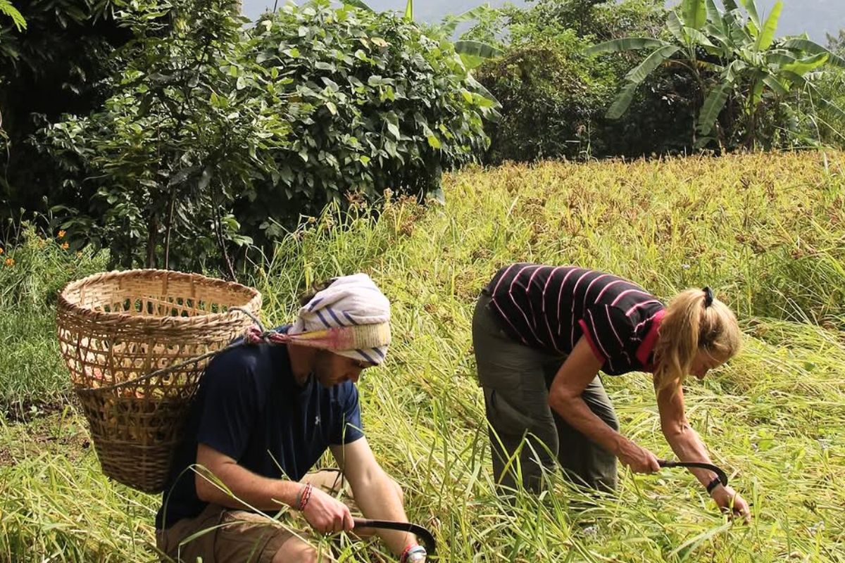 caroline bridge and thomas bridge cutting crops