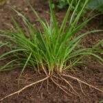 how to get rid of couch grass plant easily
