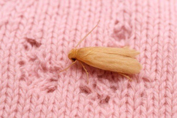 how to get rid of clothes moths