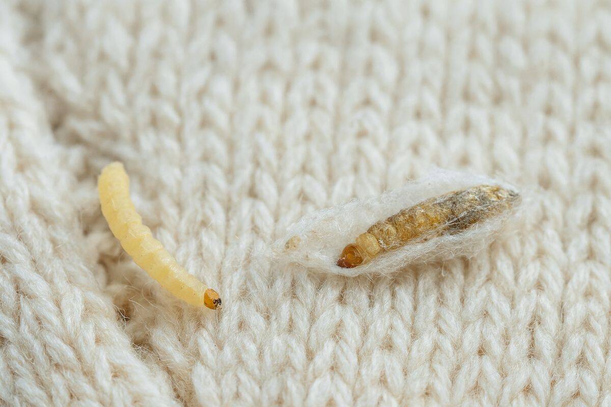 how to get rid of clothes moths larvae