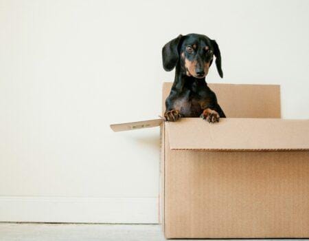 5 Ways to Make Moving Homes Slightly Less Stressful